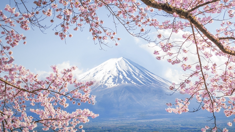 cherry blossoms in japan